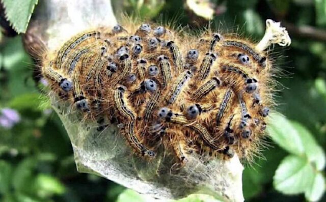 Chiavari: intervento contro la processionaria del pino su 130 alberi