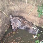 Lupo salvato a Crevari dopo caduta in una cisterna d’acqua