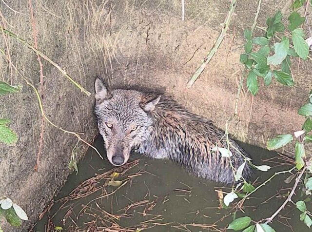 Lupo salvato a Crevari dopo caduta in una cisterna d’acqua
