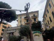 Recco, rimosso pino a rischio in largo dei Mille Recco, rimosso pino a rischio in largo dei Mille