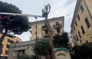 Recco, rimosso pino a rischio in largo dei Mille Recco, rimosso pino a rischio in largo dei Mille