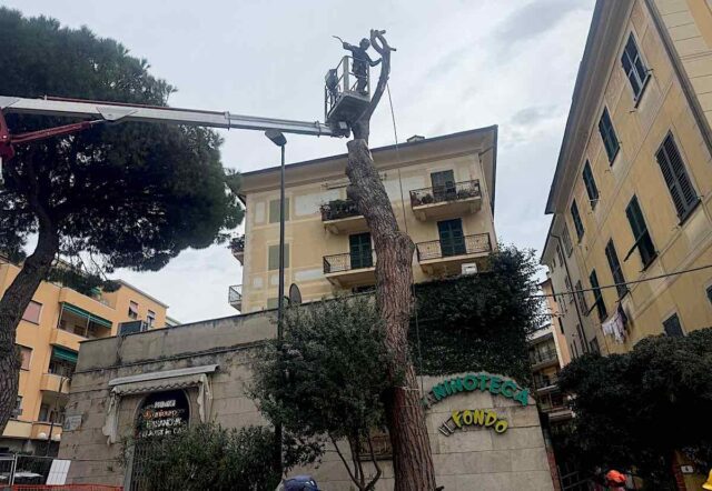 Recco, rimosso pino a rischio in largo dei Mille