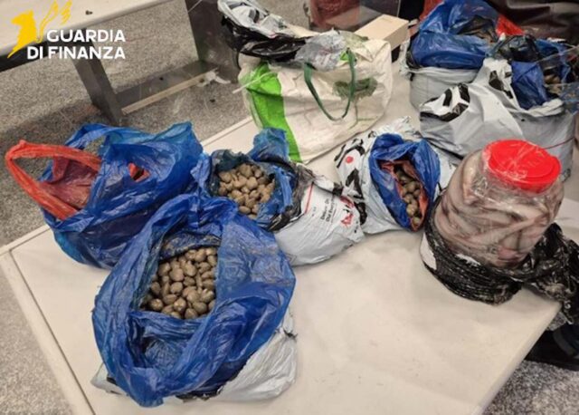 Maxi sequestro a Malpensa: 400 kg di pesce illegale da turisti cinesi